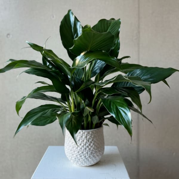 Potted green houseplant in a white textured pot