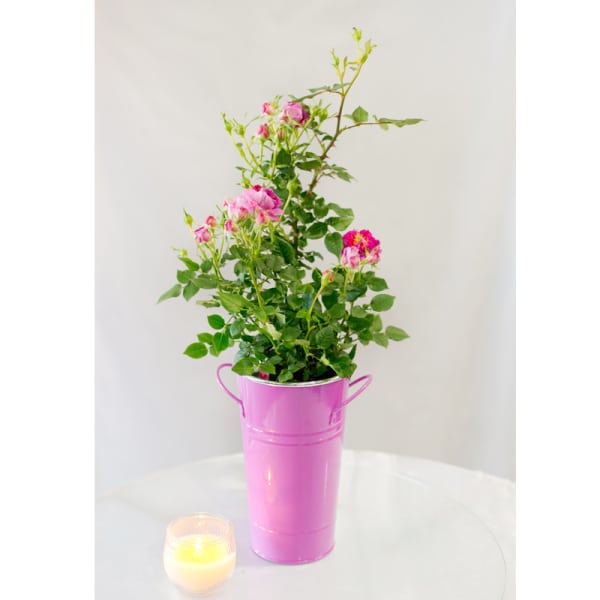 Miniature Rose Plant