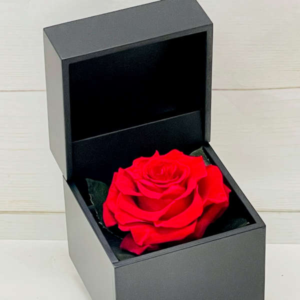 Single red rose displayed in an open black gift box
