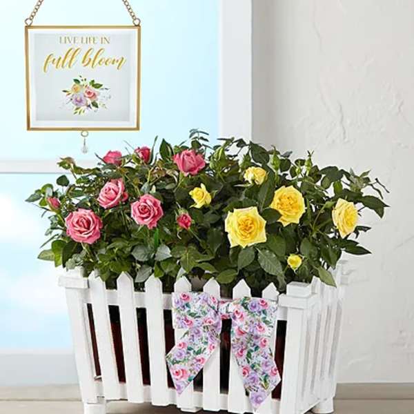Pink and yellow roses in a white picket fence planter