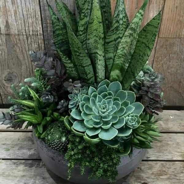 Succulent arrangement in a round planter with tall snake plants