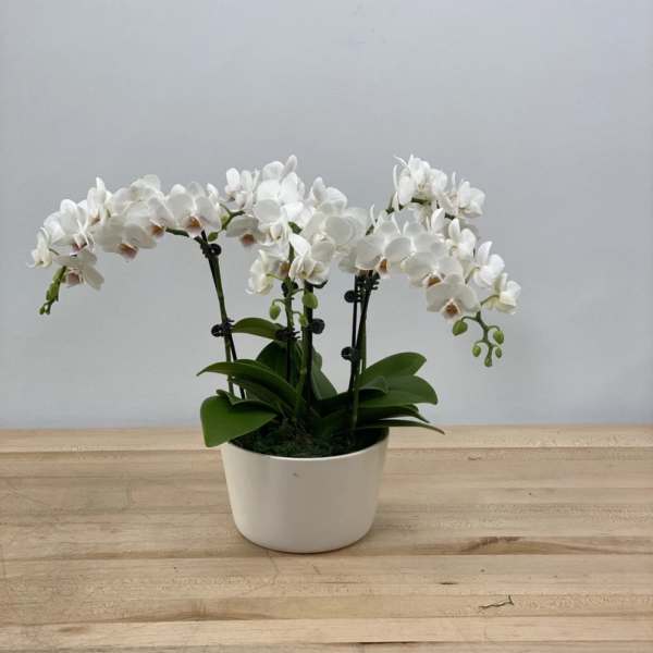 White orchid plant in a white pot on a wooden table