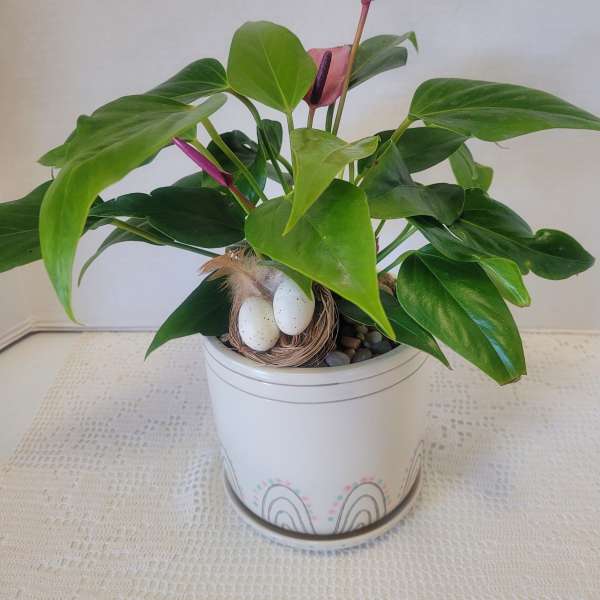 Anthurium Fun