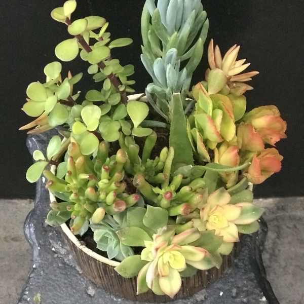 Potted succulent arrangement with mixed green and yellow rosettes