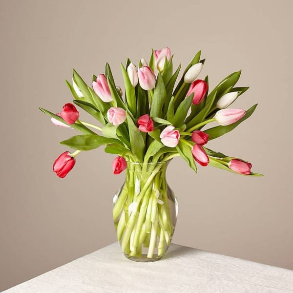 Bouquet of pink and white tulips in a clear glass vase