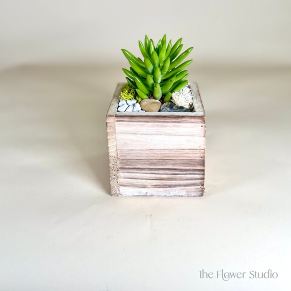 Small green succulent in a rustic wooden cube planter with decorative stones.