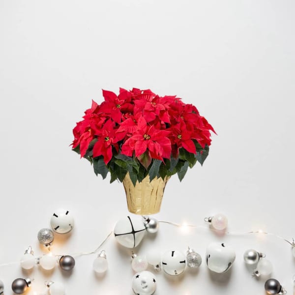 Red poinsettia plant in a gold foil pot with holiday ornaments below