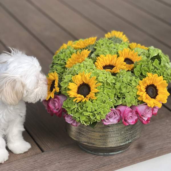 Sunflowers and pink roses in a round vase beside a small white dog
