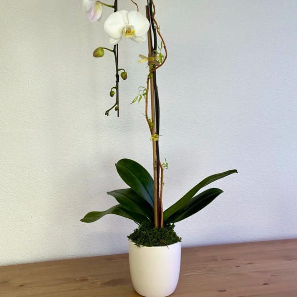 White orchid plant in a white pot with tall stems and broad leaves