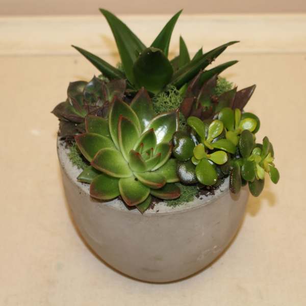 Succulent arrangement in a round gray pot