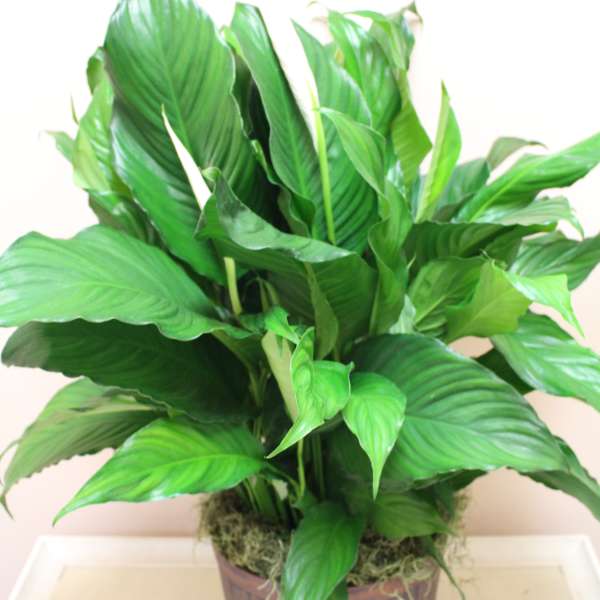 Potted green houseplant with broad glossy leaves in a brown container