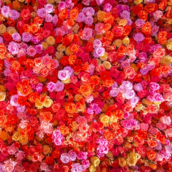 Dense wall of multicolored roses in pink, red, orange, and lavender