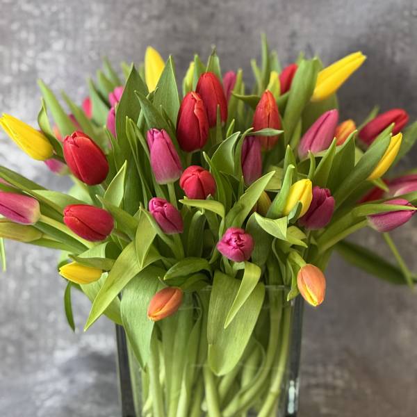 Colorful tulips arranged in a square glass vase