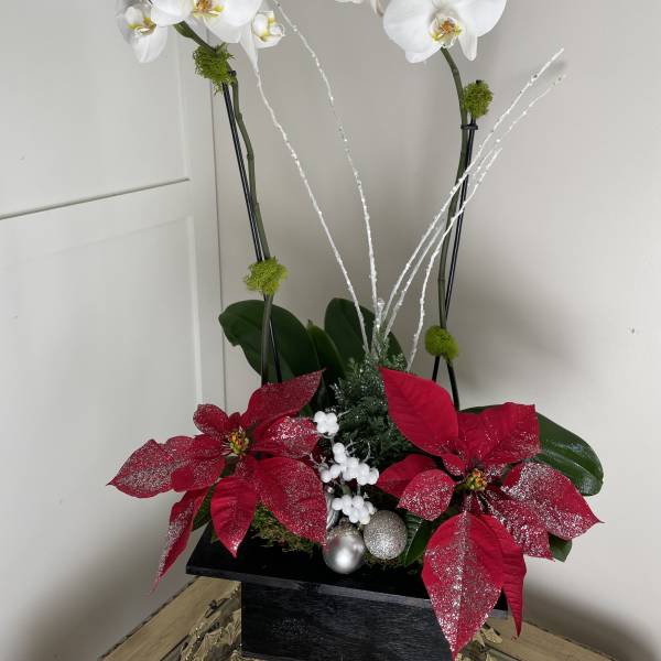 White orchids with red poinsettias in a black planter