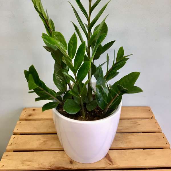 Potted green houseplant in a white ceramic pot