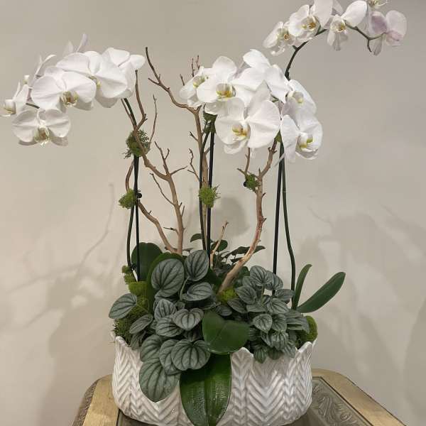 White orchid arrangement in a white ceramic planter