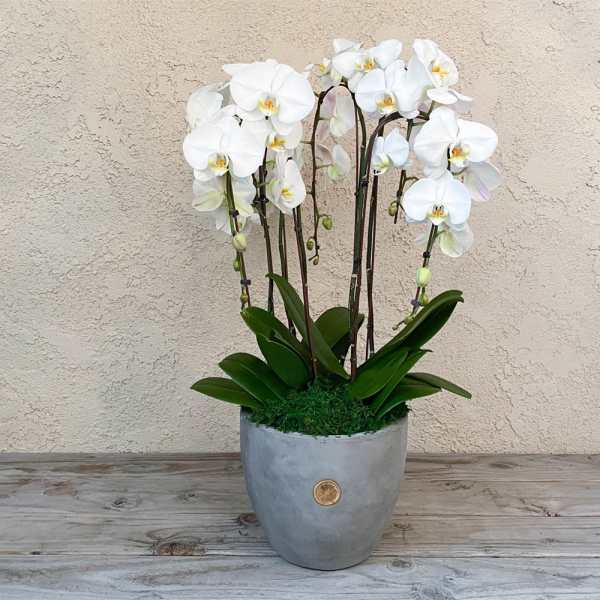 White orchids in a gray pot with green leaves