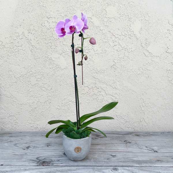 Potted purple orchid with a gray ceramic container