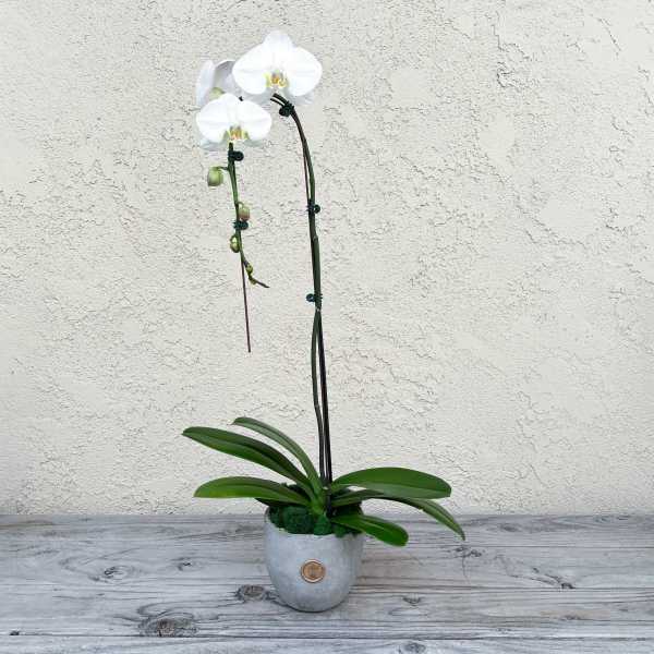 White orchid plant in a gray pot