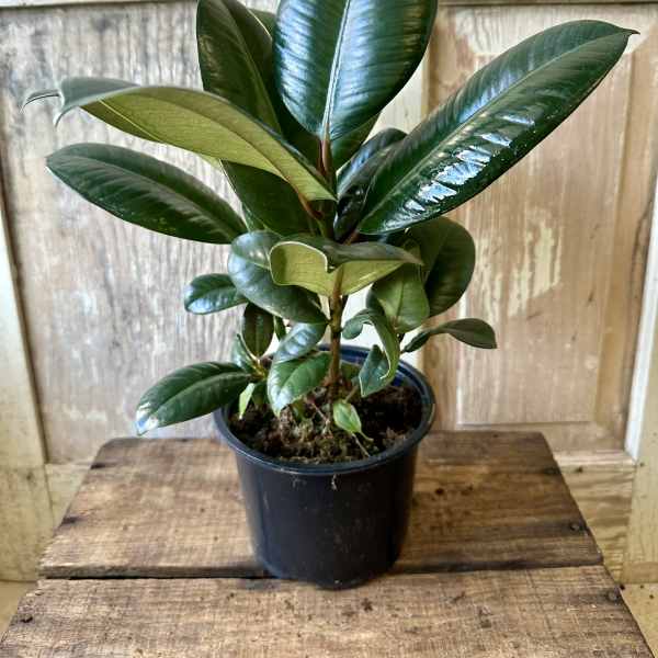 Potted rubber plant with glossy dark green leaves in a black nursery pot