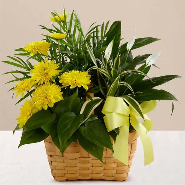 Yellow chrysanthemum arrangement in a woven basket with a ribbon bow