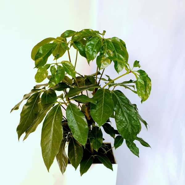 Potted green houseplant in a white square planter