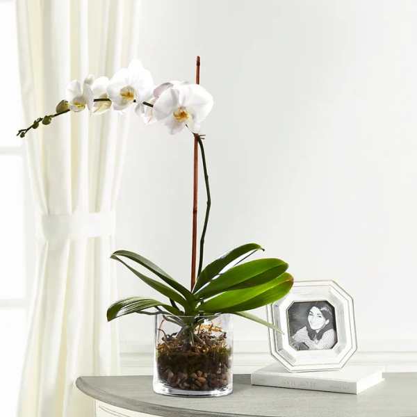 White orchid plant in a clear glass pot on a table