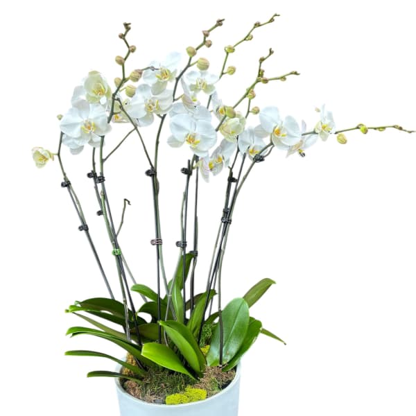 White orchid plant in a tall light blue pot