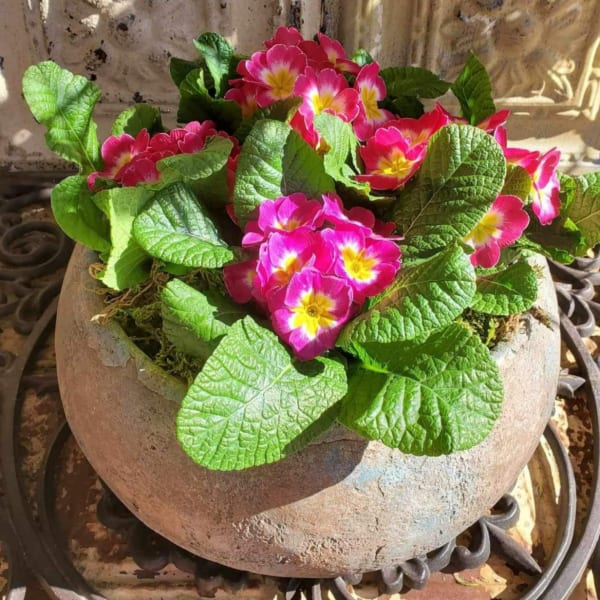 Pink primrose flowers in a round stone planter