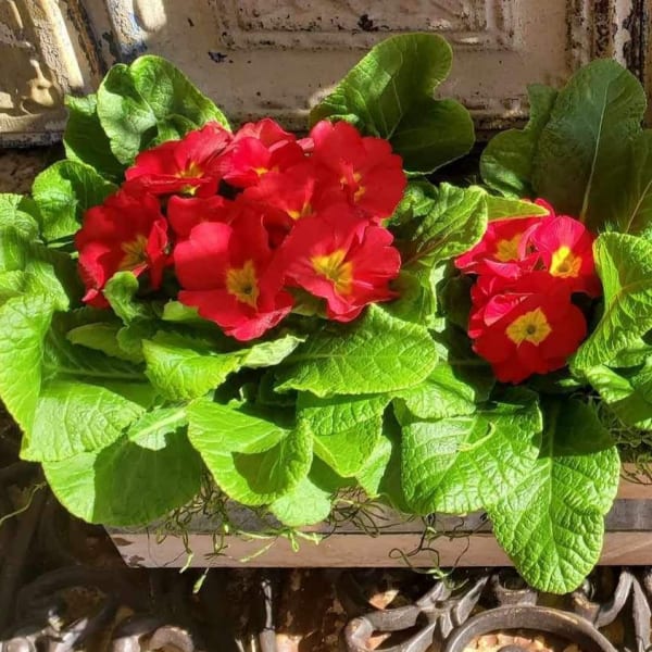 Rectangular planter with red flowers and dense green foliage