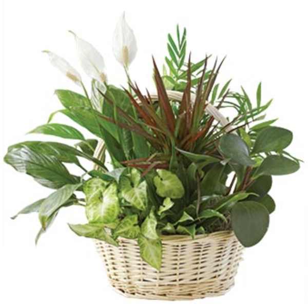 Assorted green houseplants with white blooms arranged in a woven basket