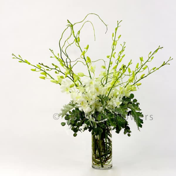White orchids in a clear glass vase with tall green stems