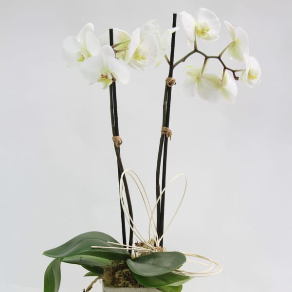 White orchids in a square concrete pot with broad green leaves