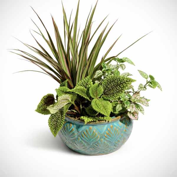 6” Mixed Dish Garden