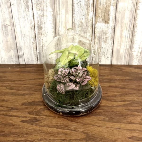 Small plant terrarium with pink and green foliage under a clear glass cloche.