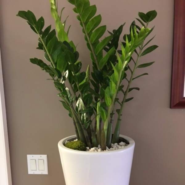 Tall potted green houseplant in a white planter