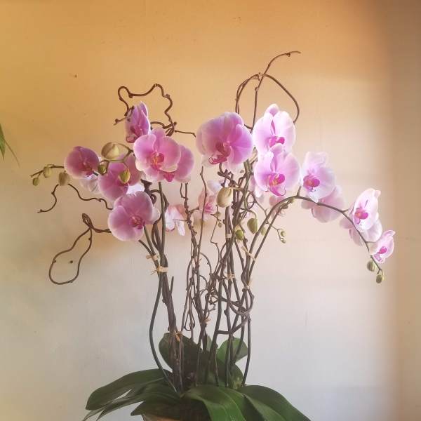 Potted pink orchid plant in a decorative ceramic container