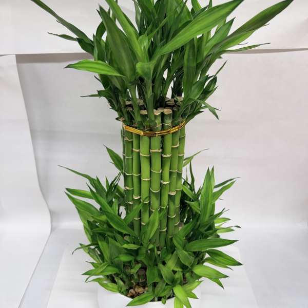 Lucky Indoor Bamboo LG
