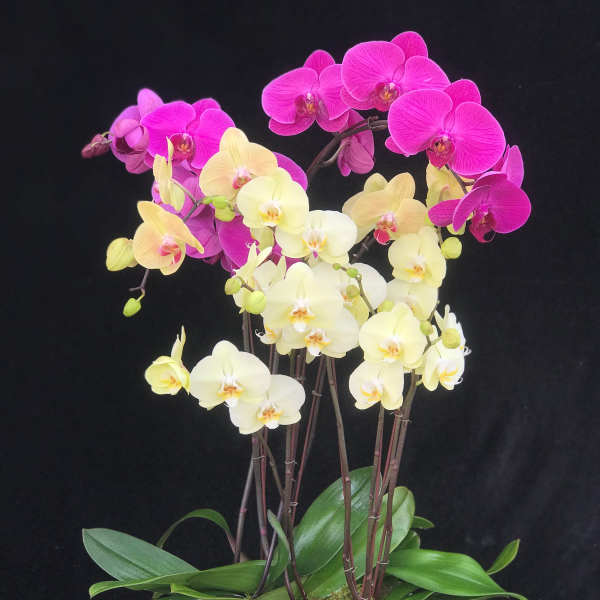 Potted orchids with pink and pale yellow blooms in a square planter