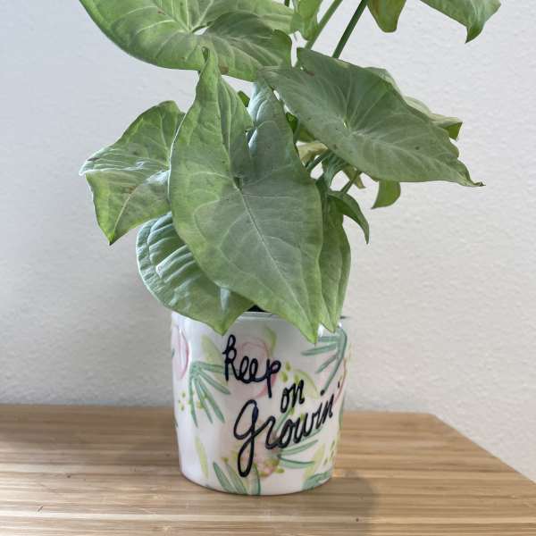 Potted green arrowhead plant in a decorative ceramic pot