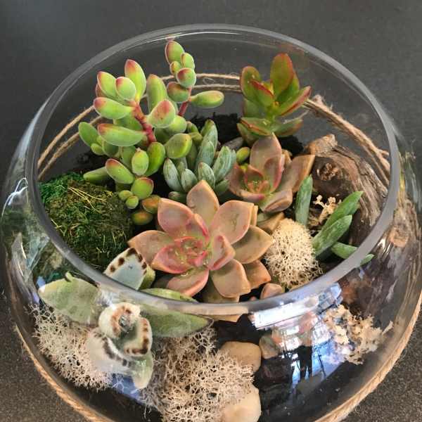 Succulent arrangement in a round glass bowl with moss and stones