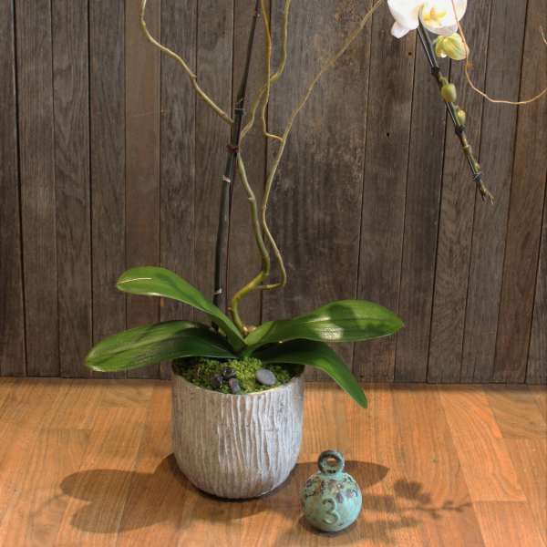 White orchid plant in a textured pot with a small decorative ball