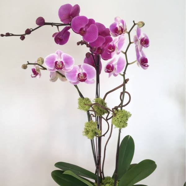 Pink and purple orchids in a textured pot with moss accents