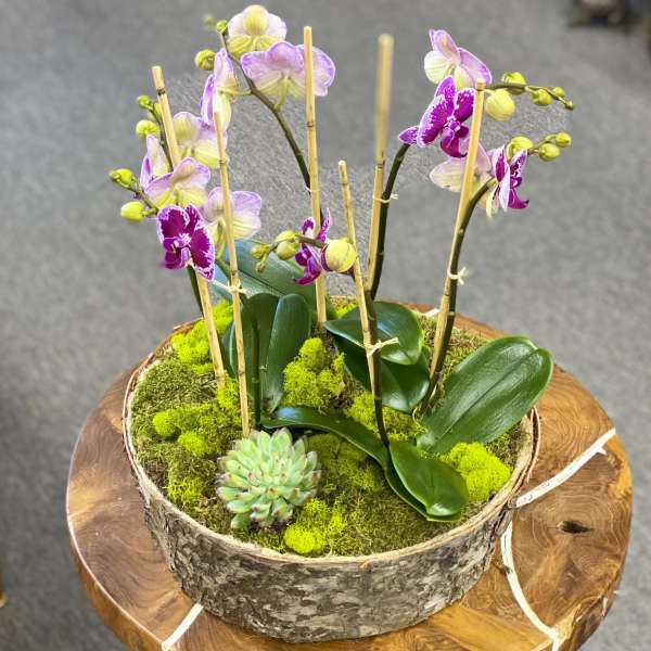 Potted orchids and a small succulent in a bark-covered container