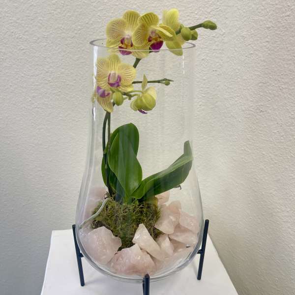 Yellow orchid in a clear glass vase with pink stones