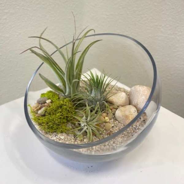 Air plants in a glass bowl with pebbles and moss