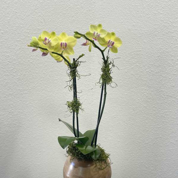 Potted yellow orchids in a brown ceramic vase on a metal stand