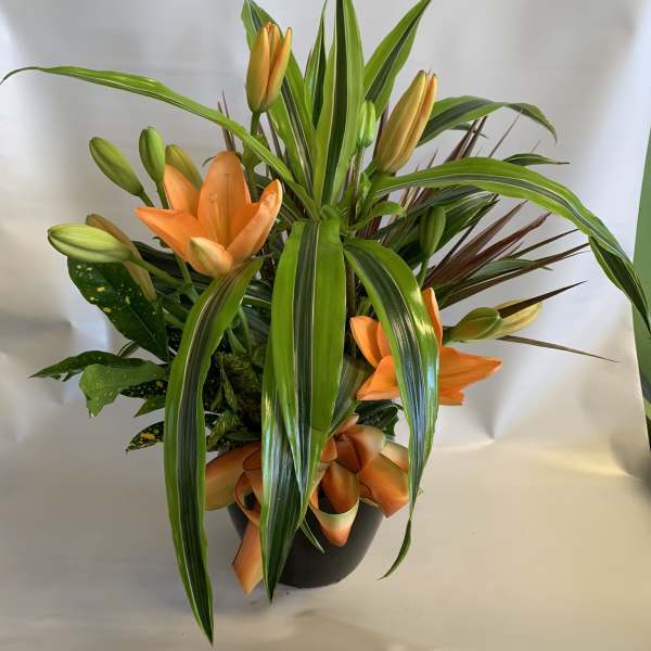 Orange lilies in a black pot with long green leaves