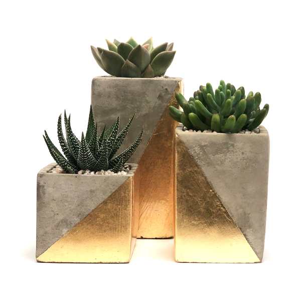 Three small succulents in geometric concrete planters with gold accents