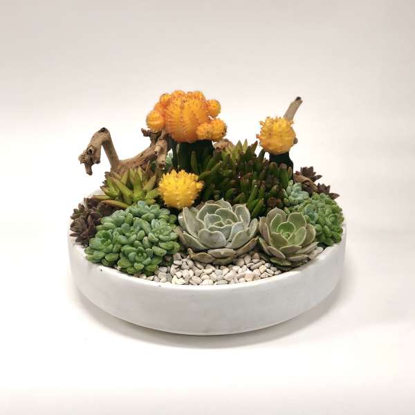 Succulent arrangement in a white bowl with orange cactus blooms
